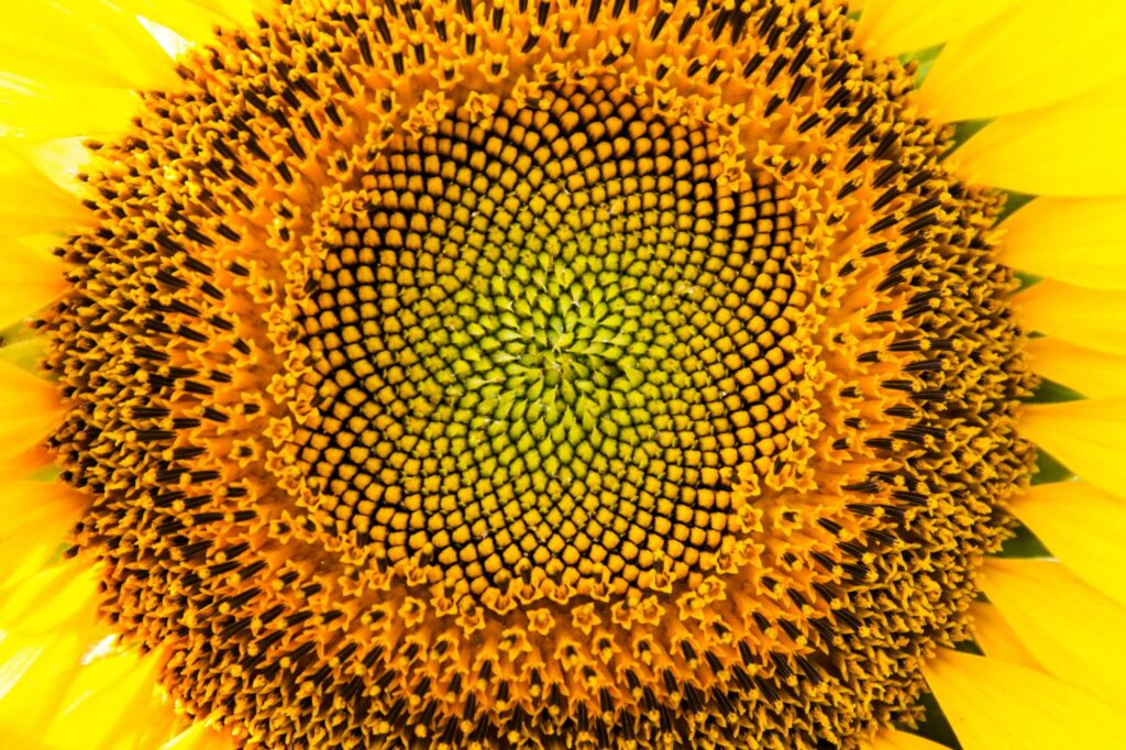 Macintosh HD:Users:gantz1:Desktop:fibonacci-sunflower.jpg