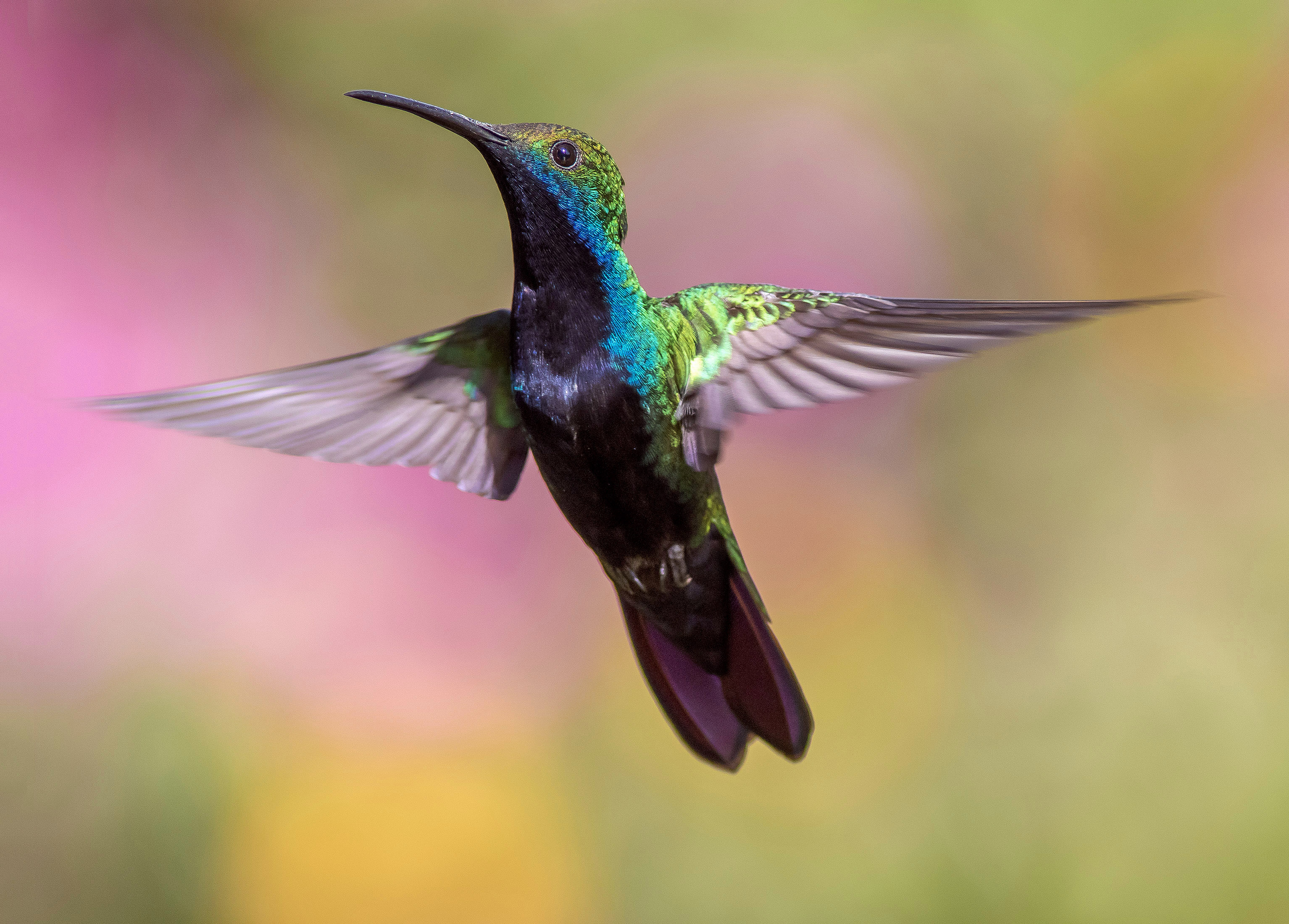 Hummingbird in Flight: Photo from Pexels
