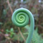 spirals in nature fern