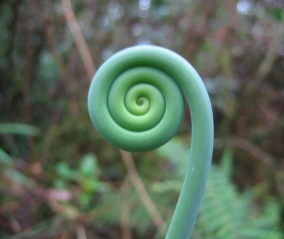 spirals in nature fern