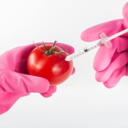 THE BIG GMO DEBATE