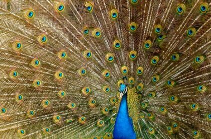 patterns in peacock feathers