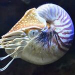 chambered nautilus facing extinction