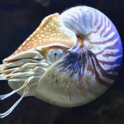 The Nautilus: Science and Symbol 