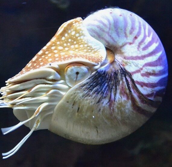 chambered nautilus facing extinction