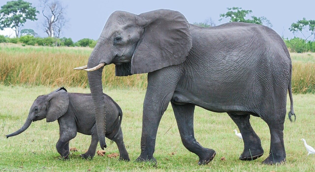 Mozambique elephant and calf