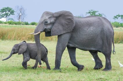 Mozambique elephant and calf