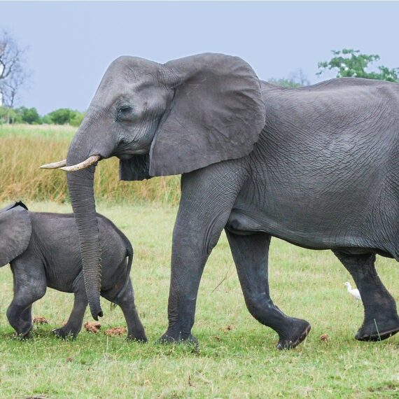 Mozambique elephant and calf